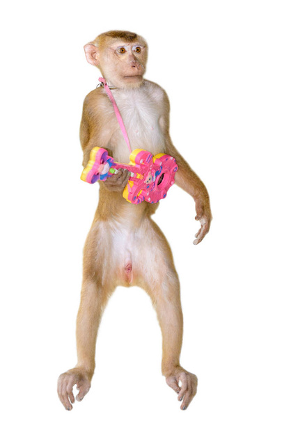 Makak małpa stojący trzymać gitara zabawka wykonana z tworzywa sztucznego z śmieszne gest na na białym tle - Zdjęcie, obraz