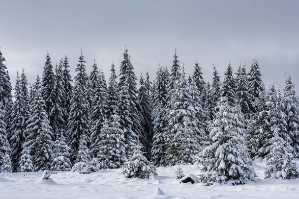 Winter wonderland, spruce tree forest covered with fresh snow - Фото, изображение