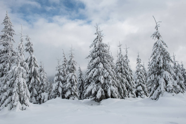 Christmas background, scenic snow covered forest in winter  - Foto, Imagem