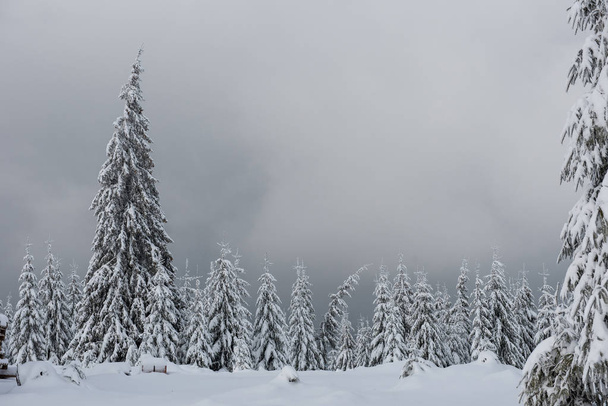 Winter trees in mountains covered with fresh snow - Фото, изображение