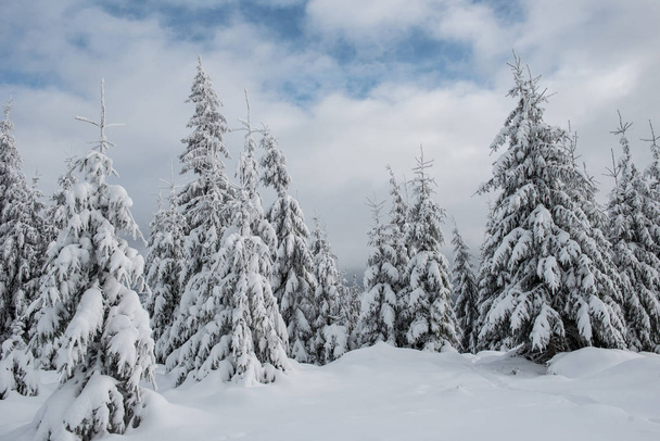 Winter wonderland, spruce tree forest covered with fresh snow - Foto, Imagem