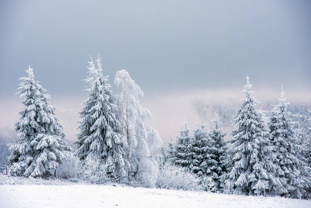 Fir trees covered with snow and hoarfrost in the mountains - Foto, imagen