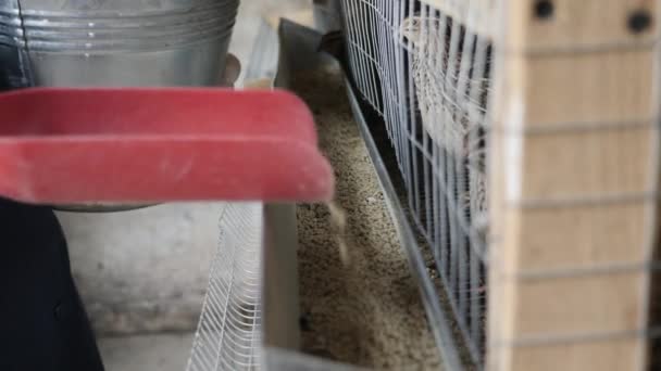 Wachteln in Käfigen auf Geflügelfarm während der Fütterung - Filmmaterial, Video