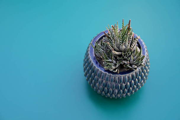 Cactus in a pot, blue background - Photo, Image