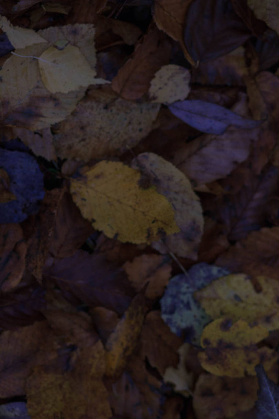 der herbstliche Hintergrund mit Blättern und Regentropfen, - Foto, Bild