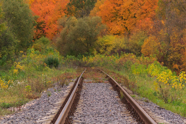 Fall autumn tunnel of love. Tunnel formed by trees and bushes along a old railway in Klevan Ukraine - 写真・画像