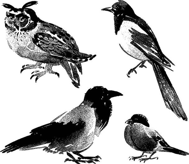  Vector images of different wild birds - Διάνυσμα, εικόνα