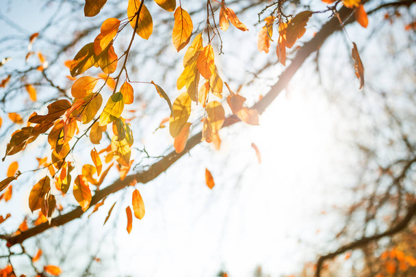 Multi colored autumn leaves over sunny sky  - Фото, изображение