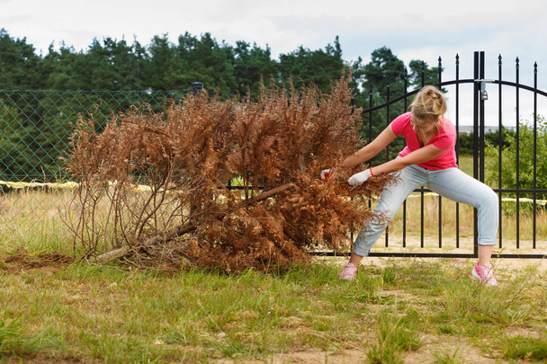 Жінка садівник знімає і тягне сухе туя дерево з її заднього двору. Жорсткий двір працює навколо будинку
 - Фото, зображення