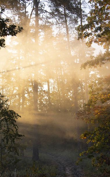 Πρωινή φρεσκάδα σε ένα όμορφο φθινοπωρινό πρόσωπο, μια αχτίδα ηλιοφάνειας περνά μέσα από τα κλαδιά των ημερών της αυγής. - Φωτογραφία, εικόνα