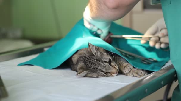 gato em uma mesa de operação em uma clínica veterinária
 - Filmagem, Vídeo