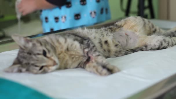 gato em uma mesa de cirurgia com médicos em torno dela
 - Filmagem, Vídeo