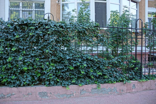 IJzeren metalen zwarte hek bedekt met groene vegetatie - Foto, afbeelding