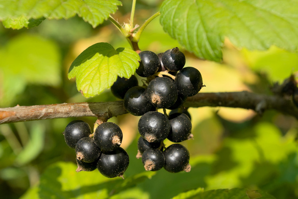 Branch of black currant - Photo, Image
