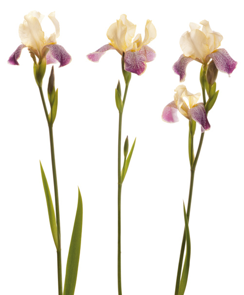mor ve sarı iris - Fotoğraf, Görsel