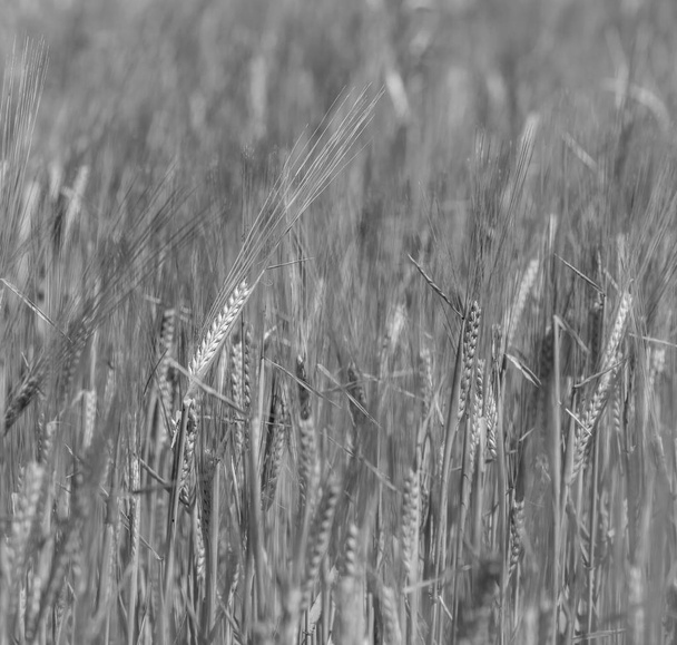 Wheat spikes, cereal planted in La Pampa, Argentina - Photo, Image