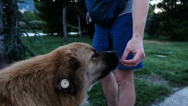 Ο άνθρωπος τροφοδοτεί ένα εγχώριο σκυλί με ένα κομμάτι ψωμί και τυρί. Ο τύπος δίνει τροφή σε ένα αδέσποτο σκυλί με ένα τσιπ στο αυτί του - Πλάνα, βίντεο