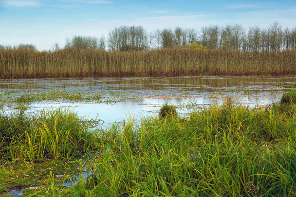 Ελώδης περιοχή στο φόντο του reed και χαμηλό δάσος - Φωτογραφία, εικόνα