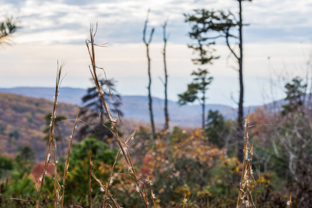 Les arbres de montagne de la forêt d'État de Michaux en Pennsylvanie en automne
... - Photo, image