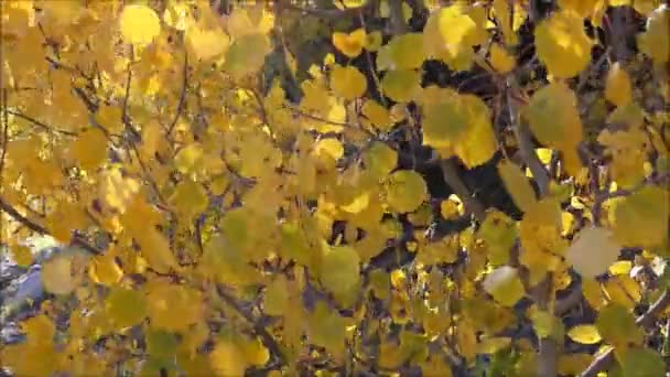 Αέρα που φυσά σε το aspen πέφτουν φύλλα χρώματος - Πλάνα, βίντεο