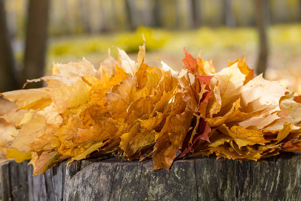 秋のカエデの葉の背景。グリーティング カード。秋の季節。調色、ソフト フォーカス - 写真・画像