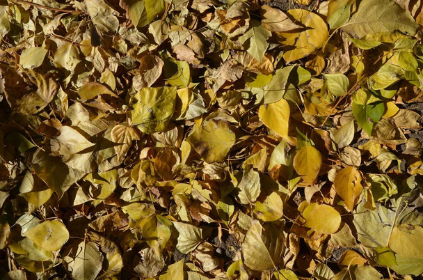 This picture shows a carpet of autumn leaves contrasty - Photo, Image