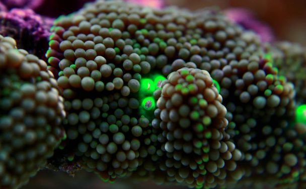 Ricordea corail champignon, la fleur sous-marine du Pacifique
 - Photo, image