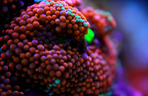 Рикордея коралловый гриб, Тихоокеанский подводный цветок
 - Фото, изображение