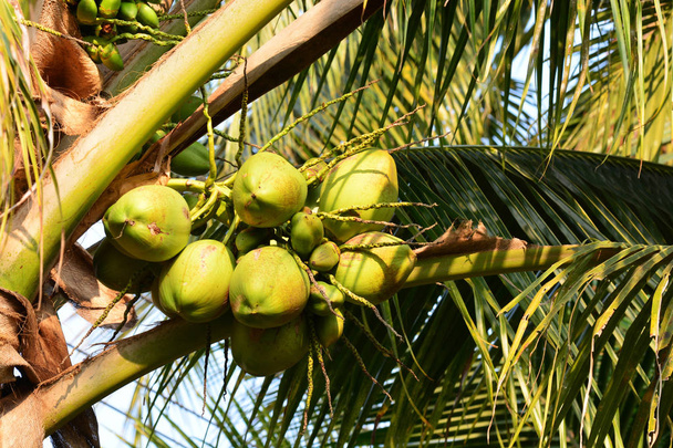 kokosnoot op de boom, Opmerking Selecteer focus met ondiepe scherptediepte - Foto, afbeelding