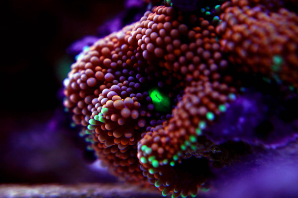 Ricordea mushroom coral , the Pacific underwater flower - Valokuva, kuva