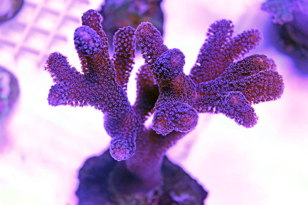 Láctea Stylophora pólipos cortos coral
 - Foto, Imagen