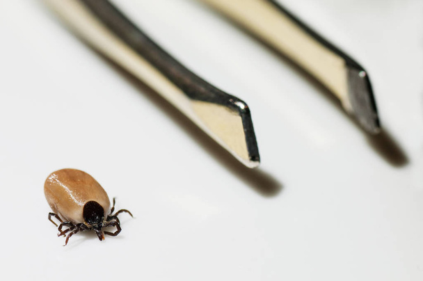 Closeup of engorged tick and tweezers isolated on white - Photo, image