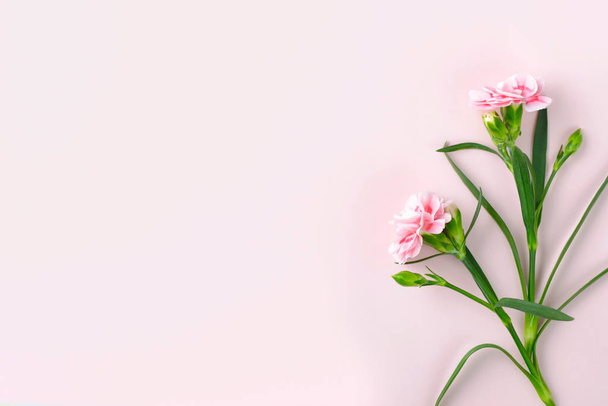 Nahaufnahme von frischen Nelkenblüten auf dem rosa Hintergrund - Foto, Bild
