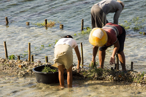  人々 を収集する海藻のプランテーション、ヌサ ・ ペニダ島、インドネシアの 6 - 写真・画像