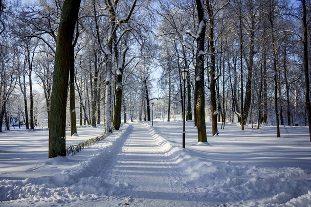 Rano zimowy mroźny krajobraz w parku. Zimowy krajobraz. Mrozem, ośnieżonych drzew, słoneczna pogoda. Piękny zimowy sezonowy tło. Zima, mróz w parku - Zdjęcie, obraz