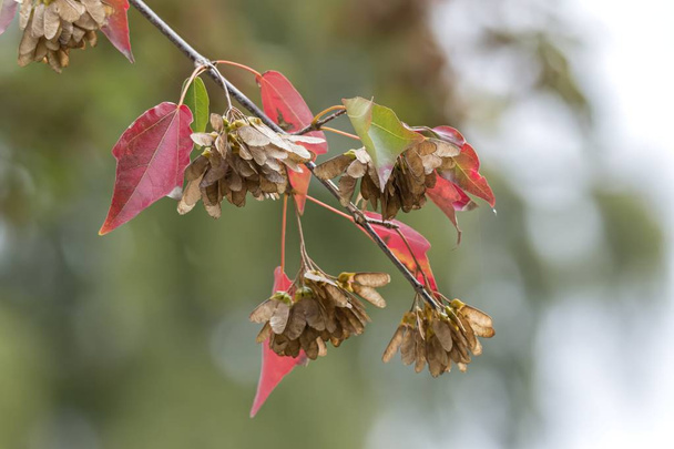 hornbeam tree at park in autumn season - Photo, Image