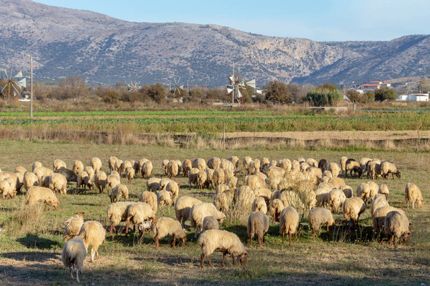 A herd of sheep grazing on a mountain agricultural area with green grass on a sunny autumnal evening (Lassithi area, island Crete, Greece) - Photo, Image