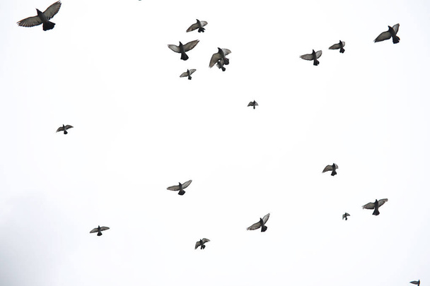 A flock of pigeons flies across the sky. Birds fly against the s - Photo, Image