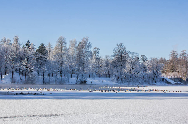 Morning winter frosty landscape in the park. Winter landscape. Severe frost, snowy trees, sunny weather. Beautiful winter seasonal background. Winter frost in the park - Fotoğraf, Görsel