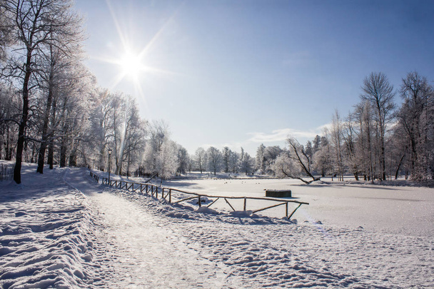 Morning winter frosty landscape in the park. Winter landscape. Severe frost, snowy trees, sunny weather. Beautiful winter seasonal background. Winter frost in the park - 写真・画像