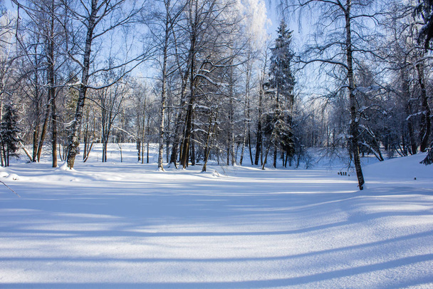 Rano zimowy mroźny krajobraz w parku. Zimowy krajobraz. Mrozem, ośnieżonych drzew, słoneczna pogoda. Piękny zimowy sezonowy tło. - Zdjęcie, obraz