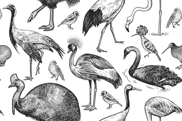Seamless pattern with birds cranes, cassowary, flamingo, swan, hoopoe, kiwi. Vector illustration art. Vintage engraving. Black and white. Template for design of paper, textiles, wallpaper. - Vetor, Imagem