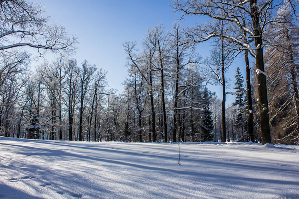 Morning winter frosty landscape in the park. Winter landscape. Severe frost, snowy trees, sunny weather. Beautiful winter seasonal background. - Foto, imagen