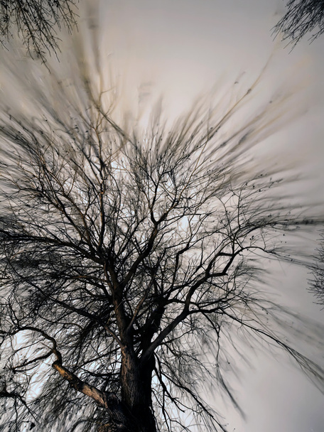 60 Sekunden im Leben eines Baumes - Foto, Bild