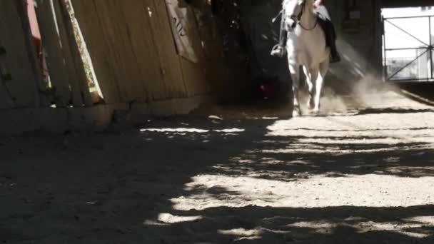 Close-up van de benen van een paard - Video