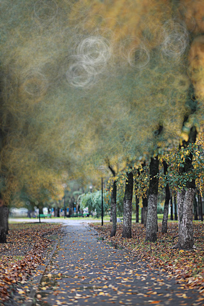 Autumn backgroun rain in the park - Photo, Image