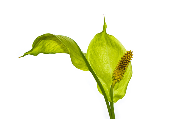 Exotic flower spathiphyllum is isolated on a white background. - Φωτογραφία, εικόνα