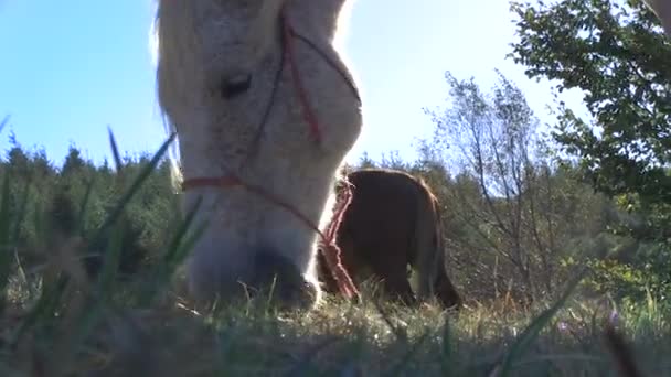 White Horse plakken gras gebonden - Video