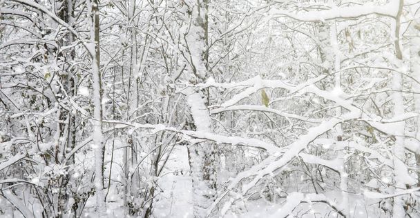 Зимовий парк під снігом. Снігова буря в міському парку. Парк Ф
 - Фото, зображення