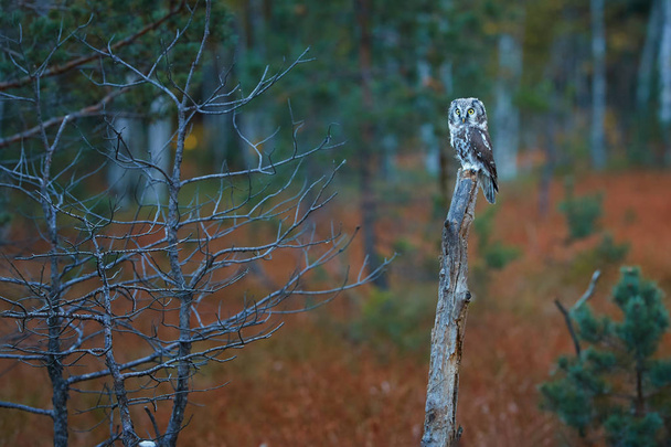 Búho boreal, Aegolius funereus, pequeño búho nocturno, conocido como búho de Tengmalm, sentado en un pino pequeño en un colorido ambiente de taiga a principios de otoño contra los rayos del sol naciente. Europa
. - Foto, Imagen